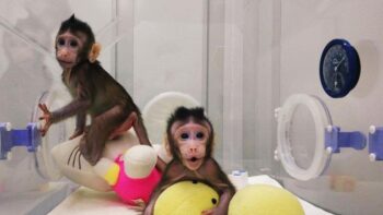 Chineses querem tornar os macacos ”mais humanos”, entenda