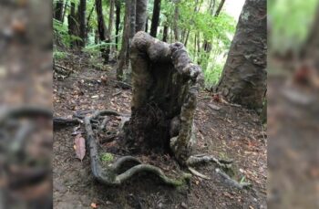 Árvore vampira suga nutrientes de floresta para se manter viva na Nova Zelândia
