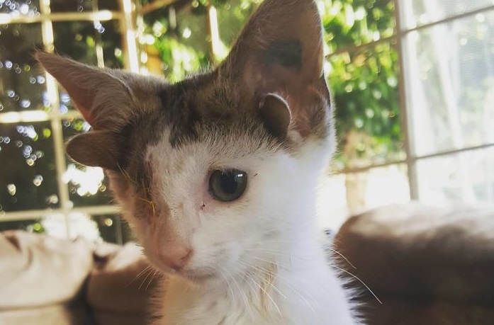 Orelhas De Gato No Fundo Branco Imagem de Stock - Imagem de animal,  tabuleiro: 77480543