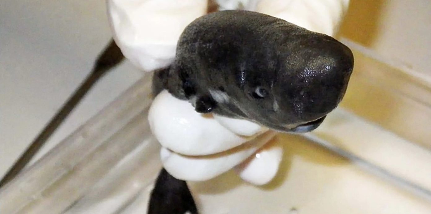 Tubarão descoberto parece uma baleia e cabe na palma da mão