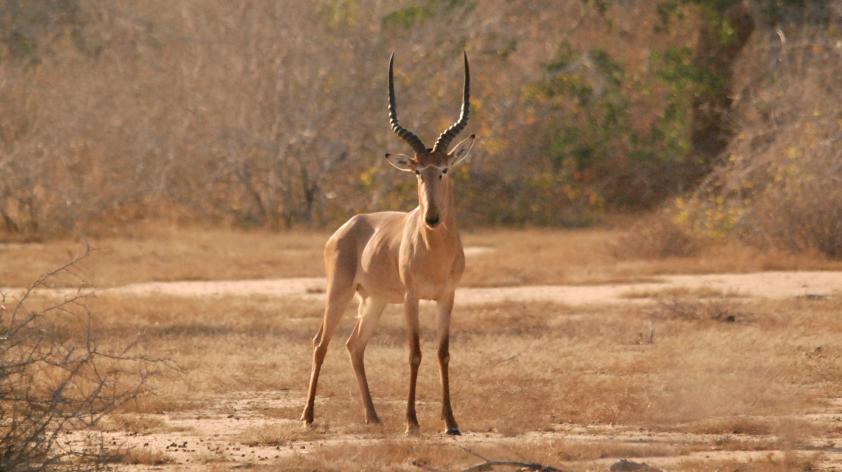 7 animais raros quase impossíveis de se ver na natureza – Fatos  Desconhecidos