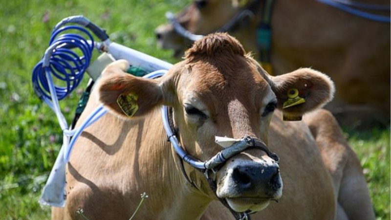 Por que a ciência está colocando ‘’armaduras’’ nas vacas?