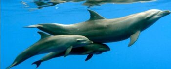 Cientistas viram golfinhos adotarem um órfão de outra espécie
