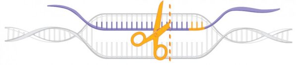 CRISPR Conceito 820x181 Afinal, como serão os bebês geneticamente modificados? CRISPR Conceito 820x181