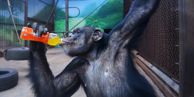 chimpanzee vs human bjj chimpanzee vs human bjj