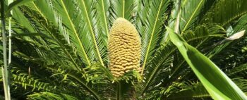 Planta pré-histórica pode germinar pela primeira vez em milhares de anos