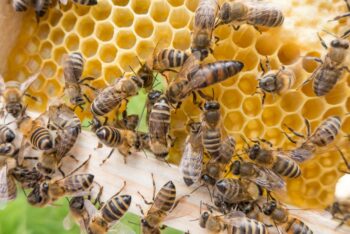Vídeo mostra homem dirigindo com 3000 abelhas soltas em sua van