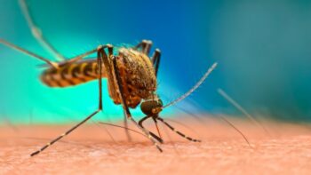 E se os mosquitos fossem extintos?