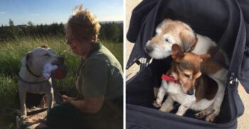 Essa mulher dedica sua vida para salvar a de cachorros abandonados