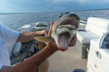 Peixe com duas bocas choca pescadores