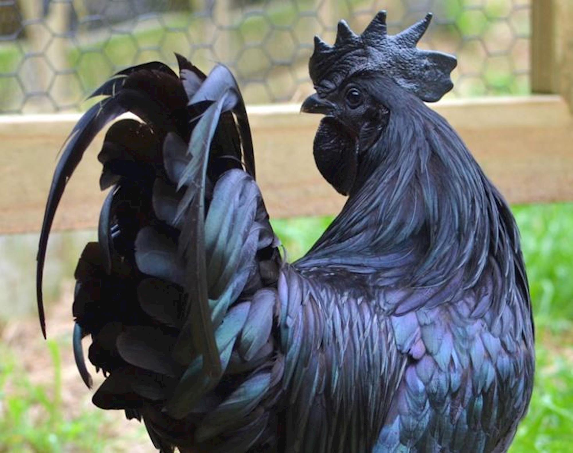 Essa ave é completamente preta (até mesmo sua carne e ovos)