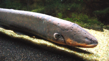 Descobriram um peixe na Amazônia que dá descargas de até 860 volts