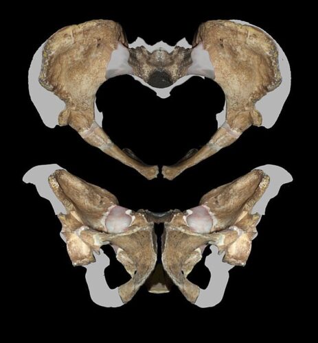 pelvis Como as mulheres davam à luz há 2 milhões de anos? pelvis