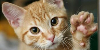 7 comportamentos estranhos de gatos explicados