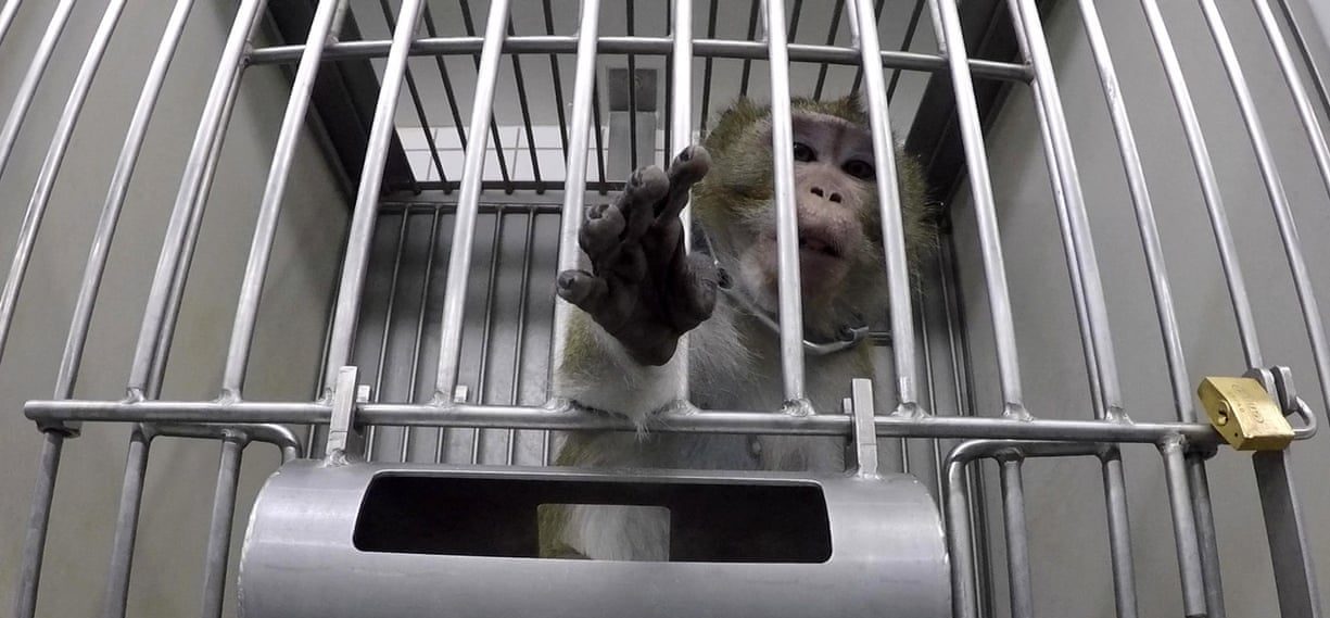 O terrível laboratório alemão onde animais estavam sendo torturados em 2019