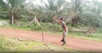 Vídeo angustiante mostra homem dominando serpente que vai atacá-lo