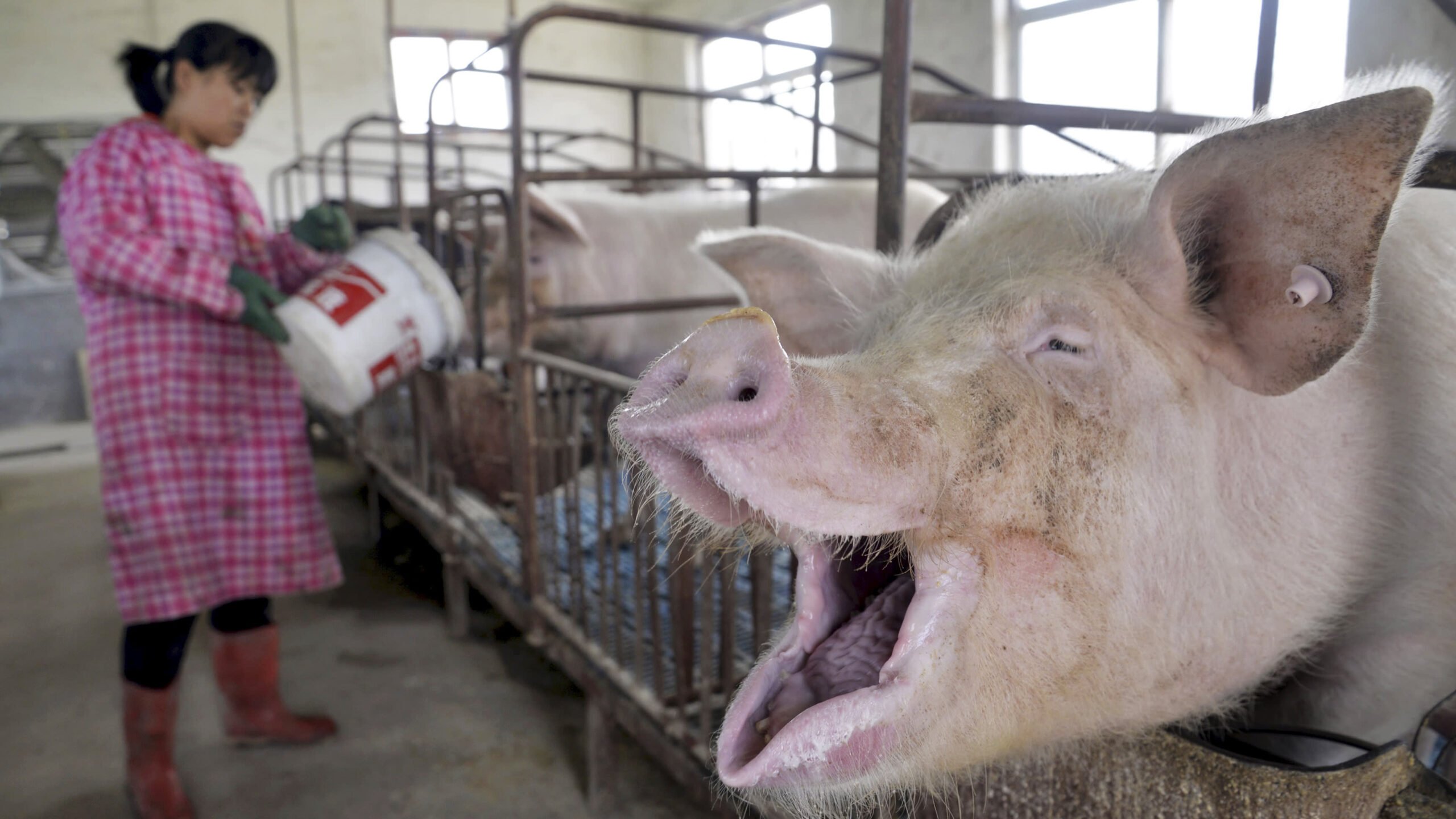 China precisa criar porcos de quase meia tonelada para alimentar população