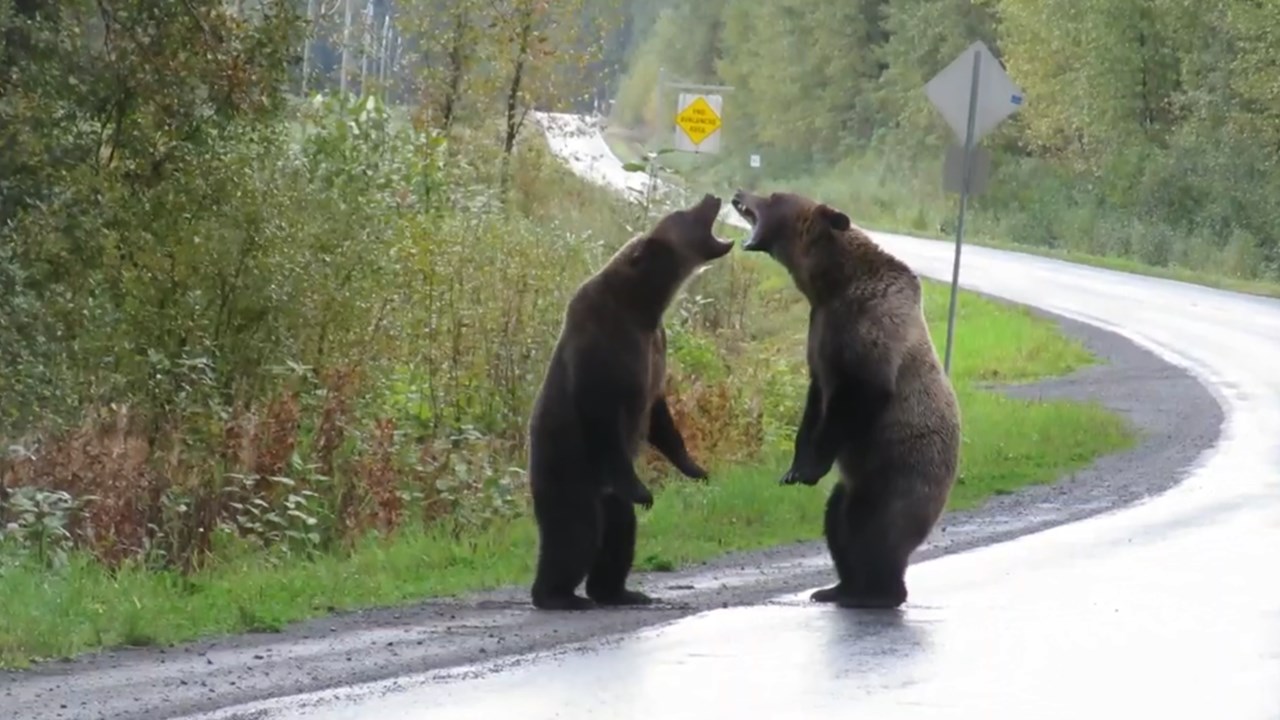 Vídeo mostra luta fervorosa entre ursos no Canadá