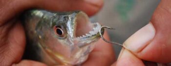 Peixes sentem dor?