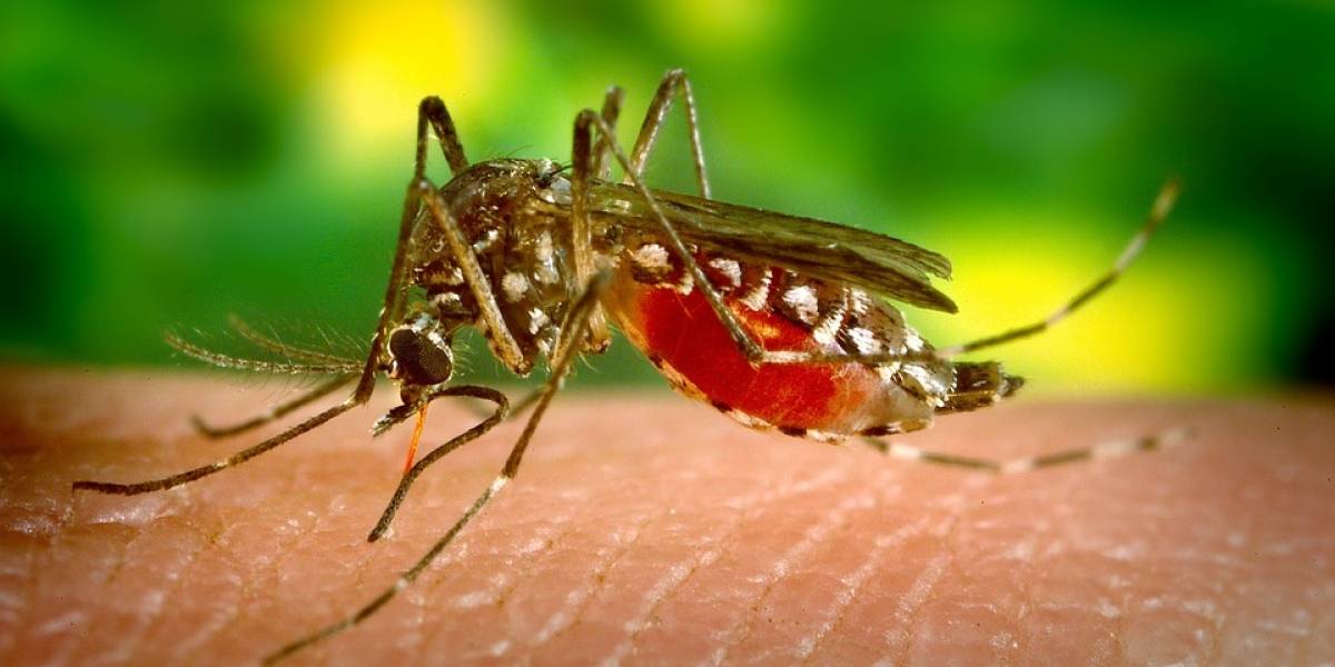 7 doenças inusitadas transmitidas por mosquitos