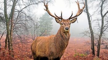 Caçador é morto cruelmente por cervo que acreditava ter matado