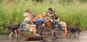 Mexicano viaja de cidade em cidade resgatando cães doentes e feridos