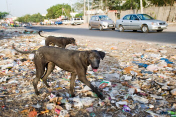 Como é a vida de um cachorro de rua na Índia, vista por uma GoPro?
