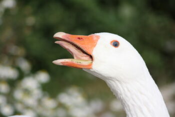7 animais surpreendentemente perigosos e mortais