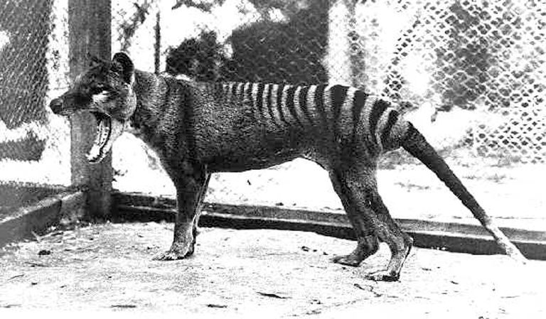 O Tigre-da-Tasmânia, extinto desde 1936, pode ter sido descoberto de novo