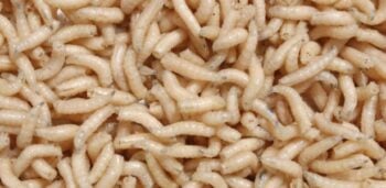 O que acontece se você comer larva de mosca?