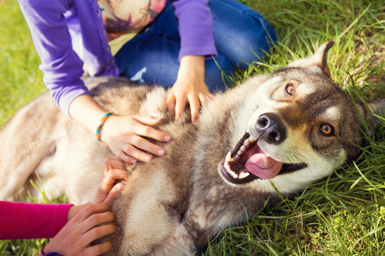 Afinal, os outros animais sentem cócegas?