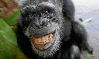 5 animais que fizeram os humanos de bestas