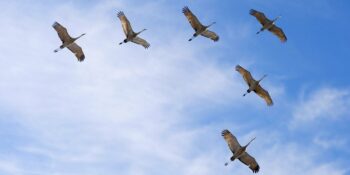 Por que algumas aves voam em formação de ”V”?