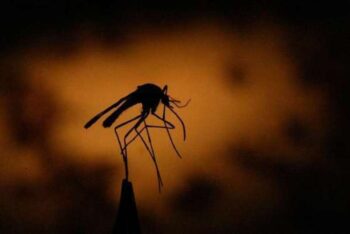 A história do homem que alega que seus gases matam mosquitos há 6 metros de distância