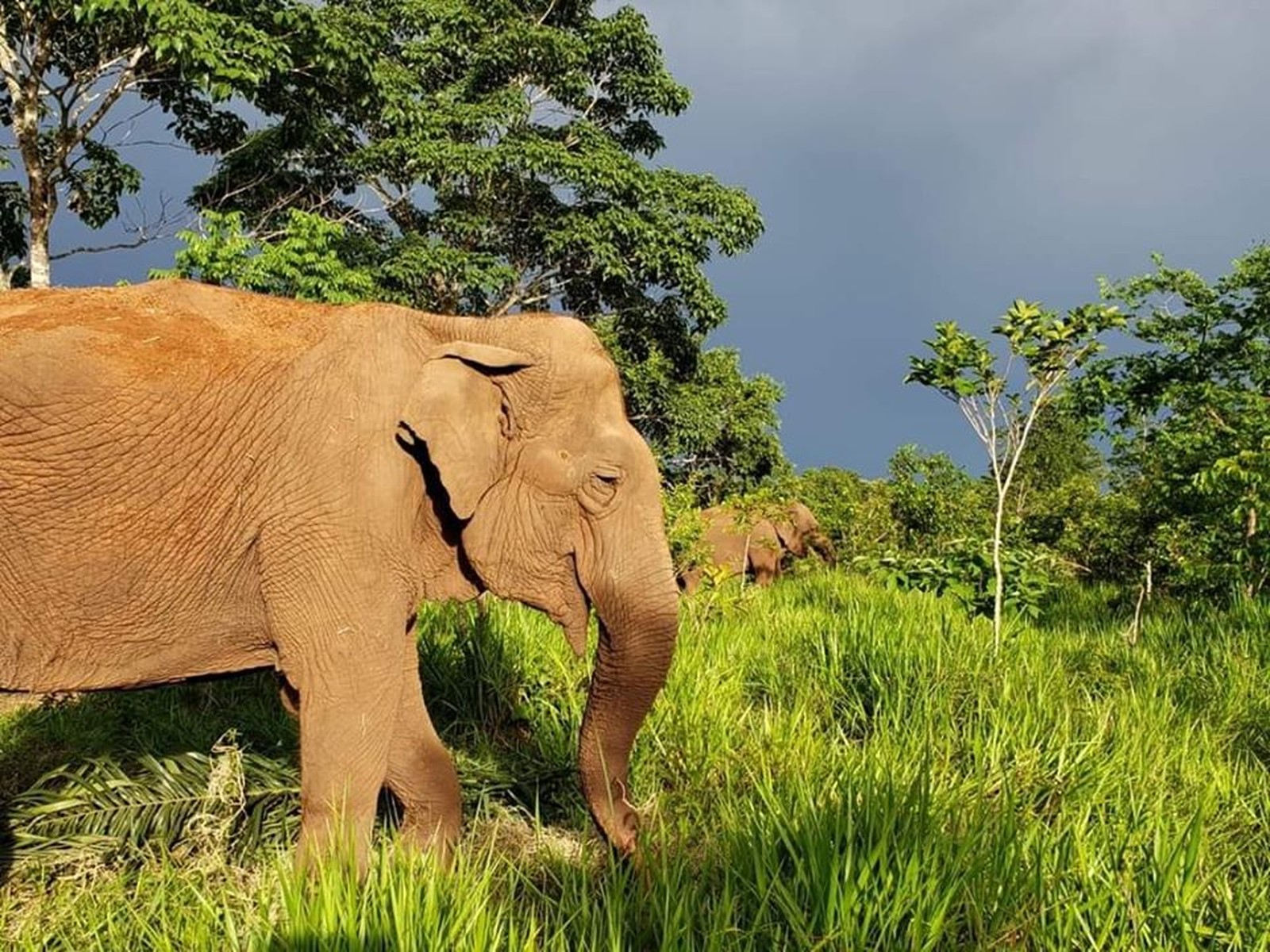 Entenda como elefantas estão ajudando a flora e a fauna da Chapada dos Guimarães