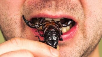 O que aconteceria se você engolisse um escorpião?