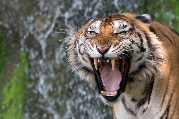 Veja o momento em que um urubu se finge de morto para não ser devorado por tigre