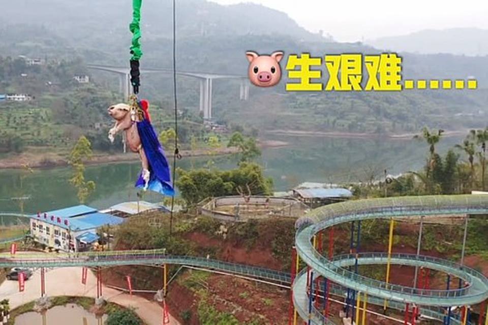 Fizeram um porco pular de Bungee Jump e foi isso que aconteceu