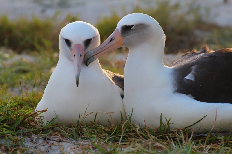 Segundo estudos, os albatrozes podem ser mais úteis para a humanidade do que você imagina