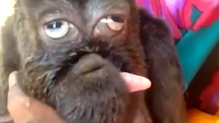 Cabrita com rosto humano está sendo adorada como um Deus