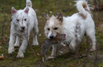 Você não vai acreditar quantos ratos um grupo de 8 cães eliminou de uma vez
