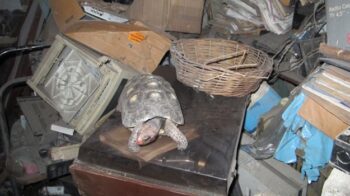Uma jabuti foi encontrada 30 anos após se perder