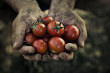Entenda como é possível alimentar 10 bilhões de pessoas sem destruir o planeta