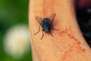 Isso é o que acontece com a mosca, se você acertá-la sem conseguir matar