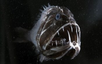 7 animais mais assustadores dos oceanos