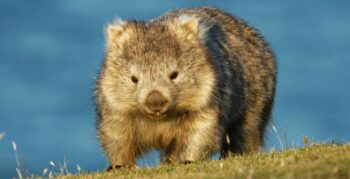 Os vombates estão salvando outros animais na Austrália?