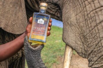 Conheça o gin feito de estrume de elefante