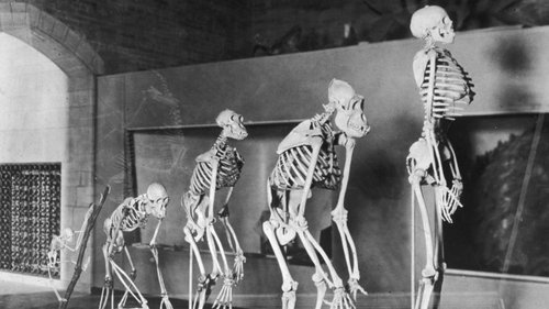 Essas são as provas no seu corpo de que continuamos evoluindo