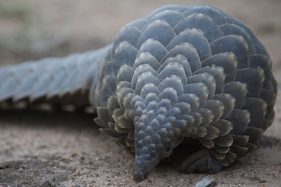 Conheça o pangolim, o possível animal hospedeiro do coronavírus