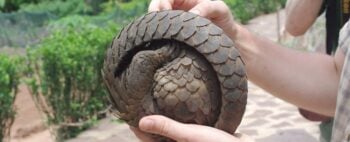 Coronavírus parecido com o COVID-19 foi encontrado em Pangolins